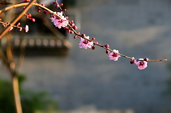 红梅花可以种在院子里吗？庭院红梅种植的讲究