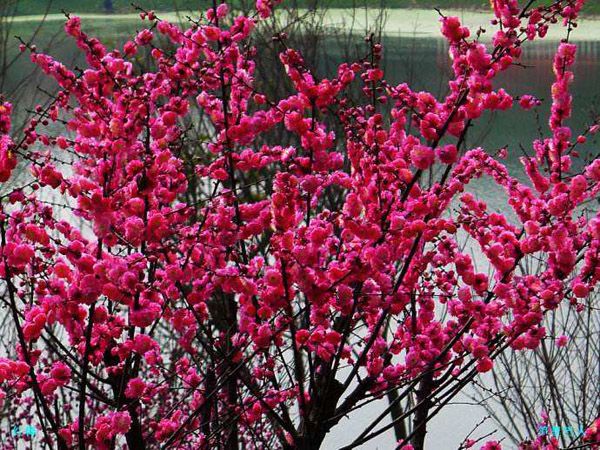 红梅花可以种在院子里吗？庭院红梅种植的讲究