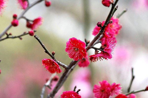 红梅花可以种在院子里吗？庭院红梅种植的讲究