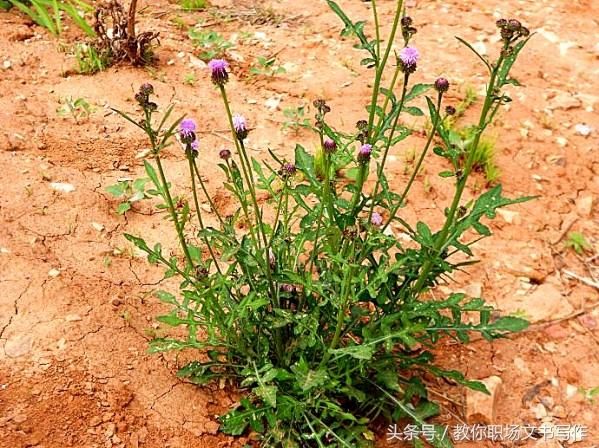 民间这种“绒球花”，对骨折和白内障效果好，有人把它当荠菜