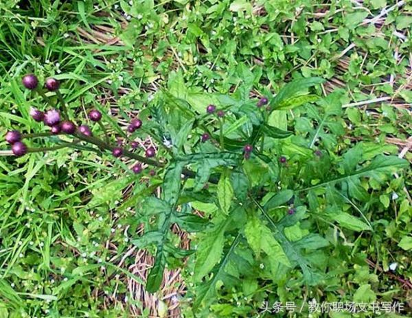 民间这种“绒球花”，对骨折和白内障效果好，有人把它当荠菜