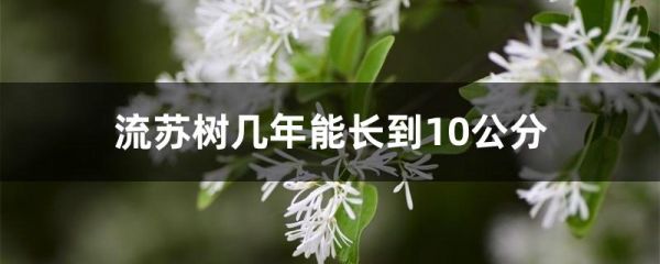 流苏树几年能长到10公分