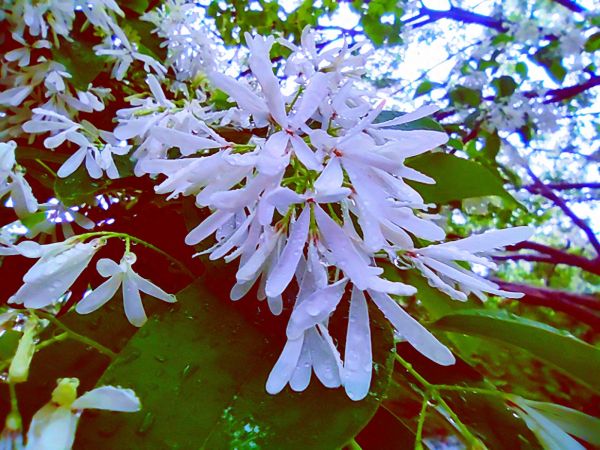 流苏树花开，满树白花，如覆霜盖雪，清丽宜人