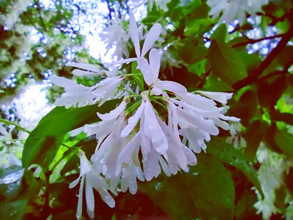 流苏树花开，满树白花，如覆霜盖雪，清丽宜人