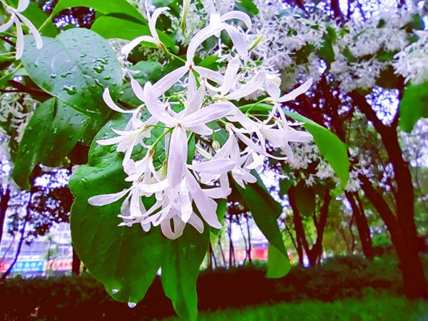 流苏树花开，满树白花，如覆霜盖雪，清丽宜人