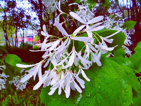 流苏树花开，满树白花，如覆霜盖雪，清丽宜人