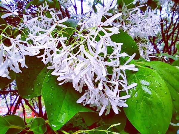 流苏树花开，满树白花，如覆霜盖雪，清丽宜人