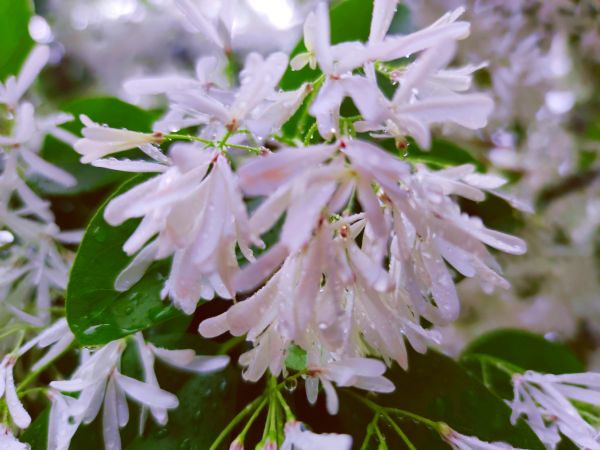 流苏树花开，满树白花，如覆霜盖雪，清丽宜人