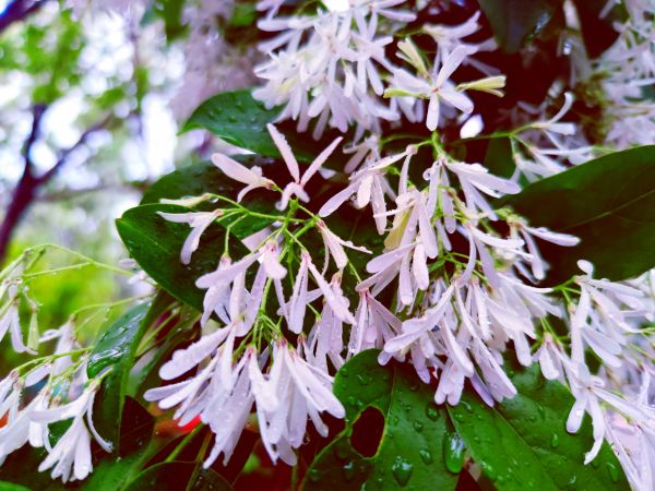 流苏树花开，满树白花，如覆霜盖雪，清丽宜人