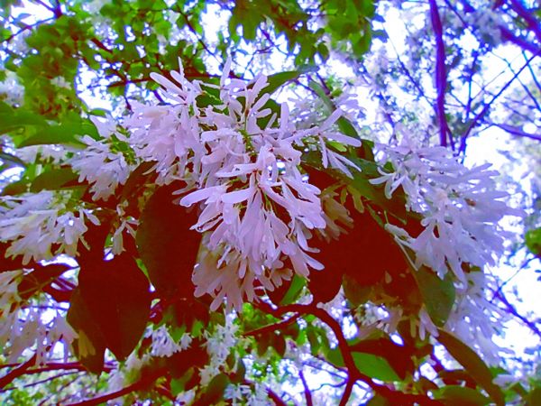 流苏树花开，满树白花，如覆霜盖雪，清丽宜人