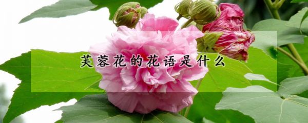 芙蓉花的花语是什么