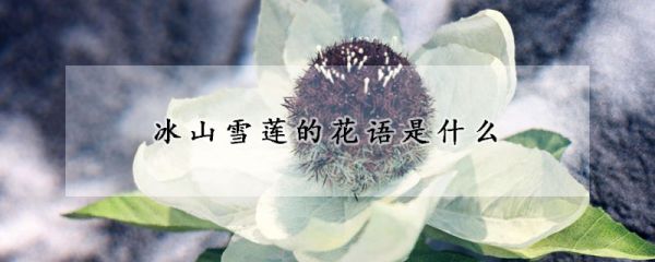 冰山雪莲的花语是什么