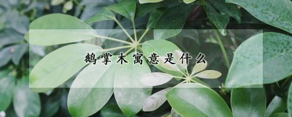 鹅掌木寓意是什么