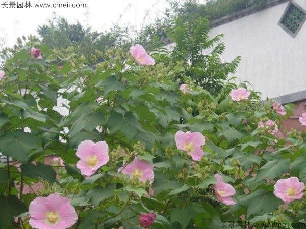 木芙蓉种子发芽出苗开花图片