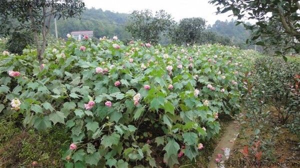 木芙蓉种子发芽出苗开花图片