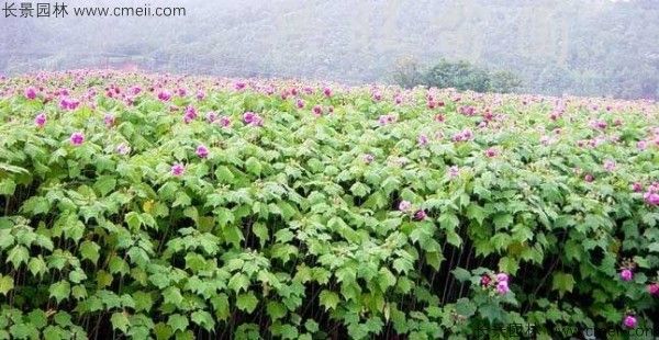 木芙蓉种子发芽出苗开花图片