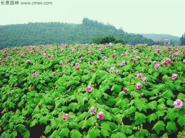 木芙蓉种子发芽出苗开花图片