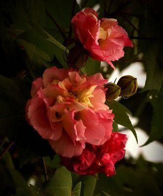 芙蓉花花语与意义（探寻芙蓉花的神秘花语）