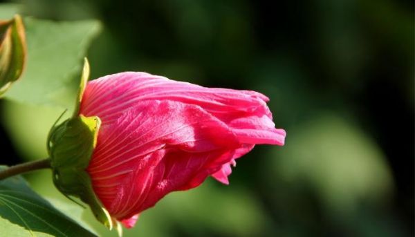 芙蓉花花语与意义（探寻芙蓉花的神秘花语）