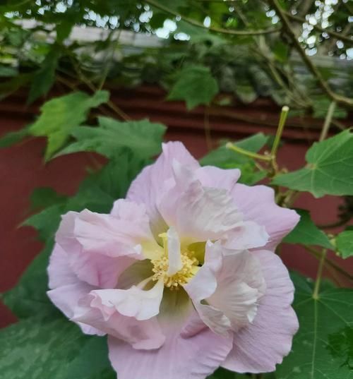 芙蓉花的花语和寓意（传递爱与美的美丽芙蓉花）