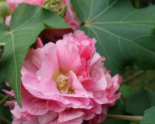 芙蓉花的寓意和花语（美丽的芙蓉花所蕴含的深刻含义）