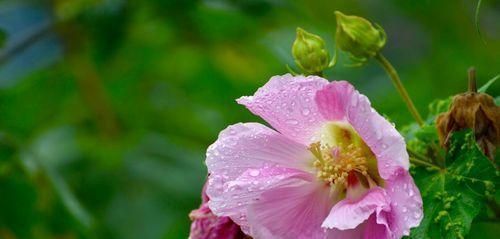 芙蓉花的花语及其象征意义（传递爱与美的花语）