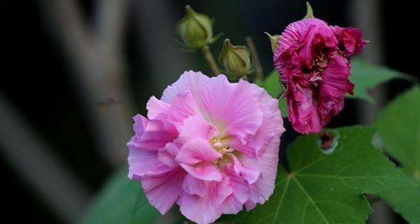 芙蓉花的花语及其象征意义（传递爱与美的花语）