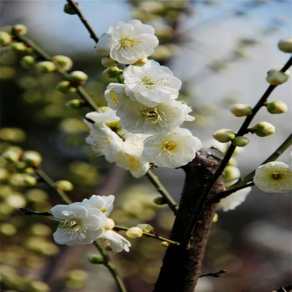 苗圃批发 绿萼梅树苗 绿萼梅 长势旺好成活 园林绿化优良观花树种 切花材料 花色鲜艳 好成活