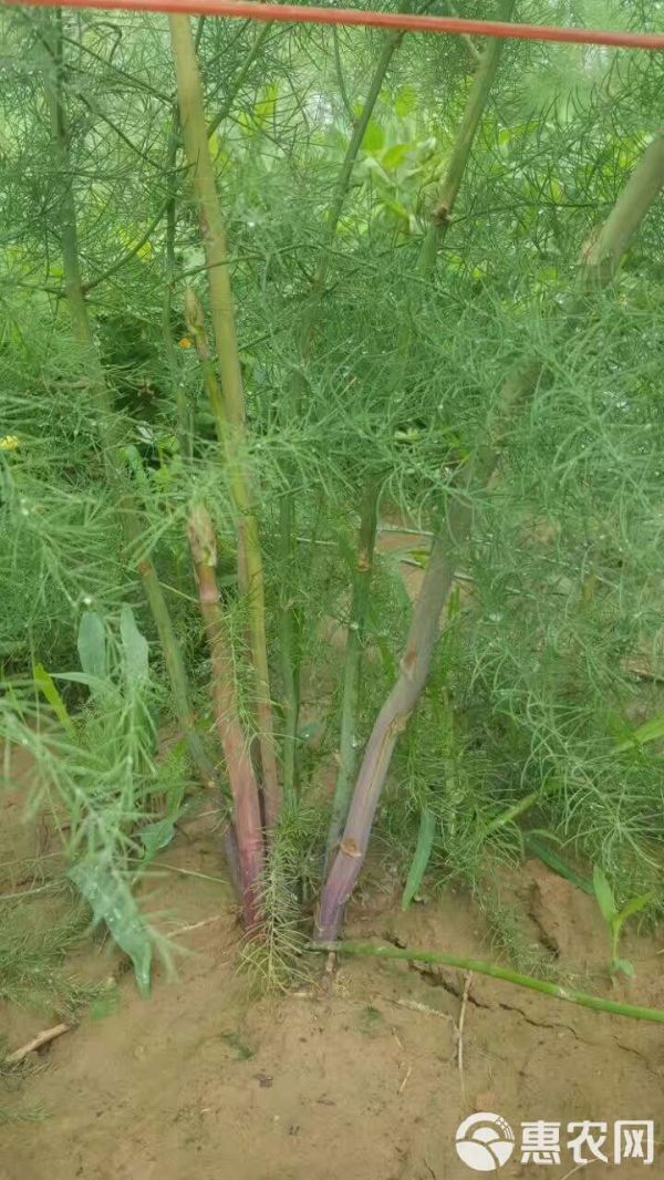 芦笋种子 水果型甜紫芦笋，笋茎粗壮口感好