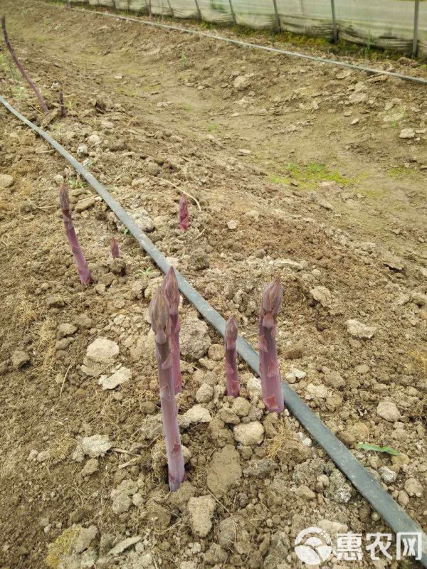 芦笋种子 水果型甜紫芦笋，笋茎粗壮口感好