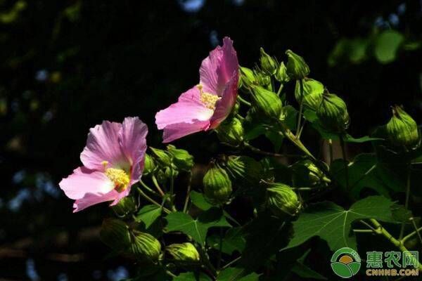 芙蓉花几月开？都有哪些养护要点？-图片版权归惠农网所有