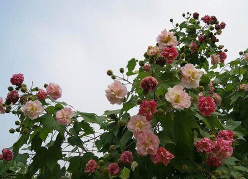 芙蓉花什么时候开花 一年四季都开花吗