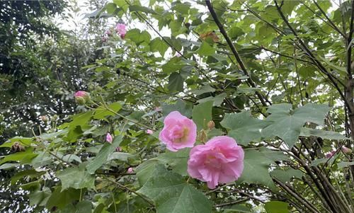 芙蓉什么时候开（有关芙蓉花花期简介）