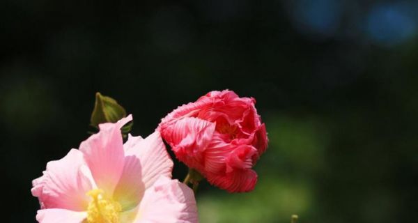 芙蓉什么时候开（有关芙蓉花花期简介）