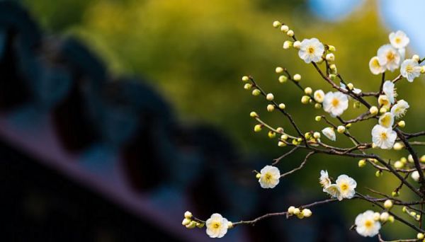 花中之魁是什么花 花中之魁指的是哪种花