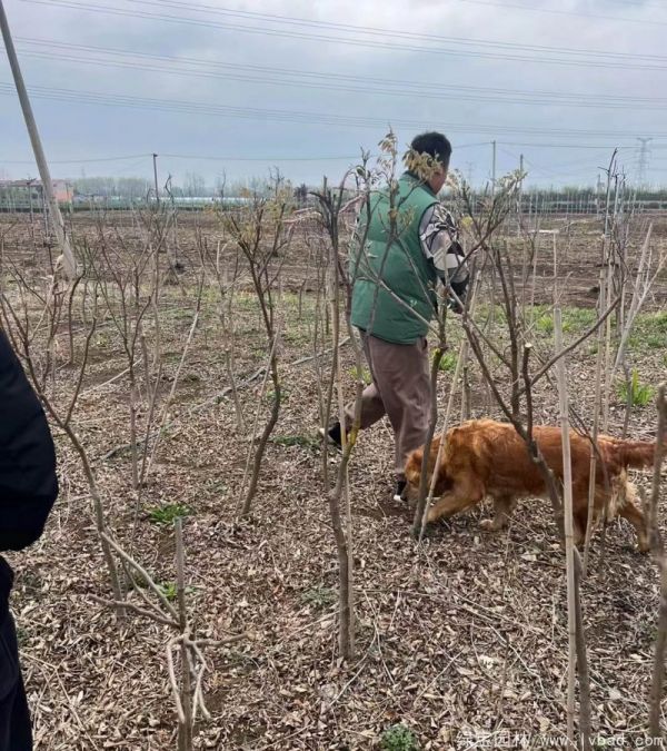 紫藤基地现场绿宝园林