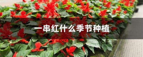 一串红什么季节种植