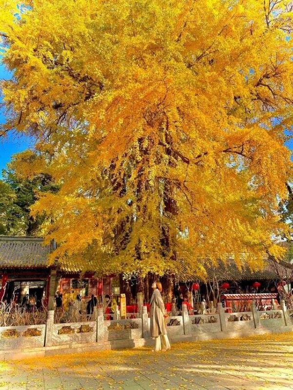 公众评选出：全国最美的10棵古银杏