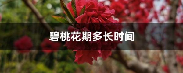 碧桃花期多长时间