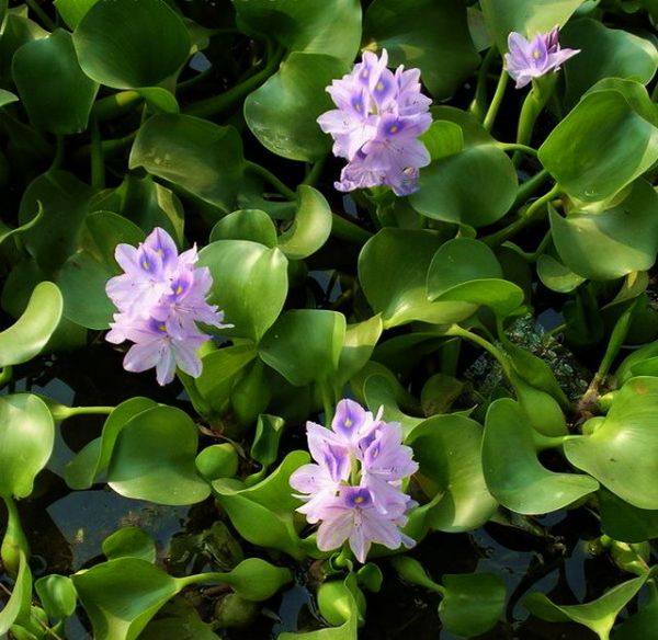 植物记——水葫芦•水花生