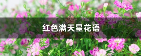 红色满天星花语