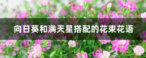 向日葵和满天星搭配的花束花语