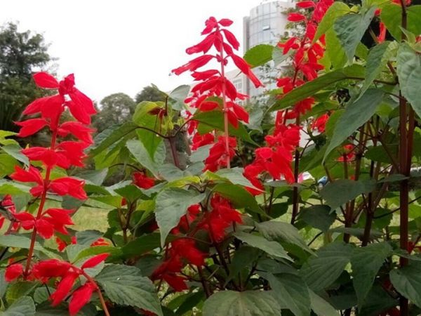 一串红什么季节开花(一串红的花期)