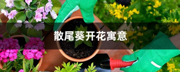 散尾葵开花寓意