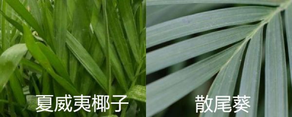 夏威夷椰子和散尾葵的区别