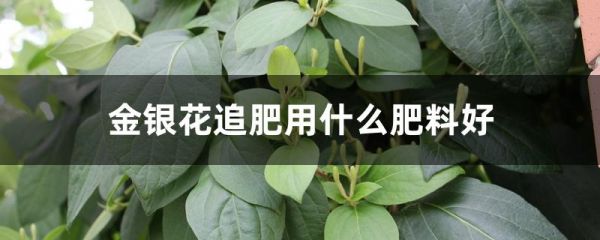 金银花追肥用什么肥料好