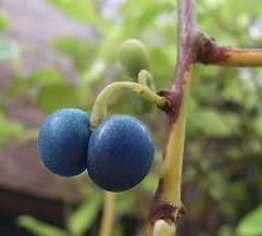 アオカズラ、ルリビョウタン