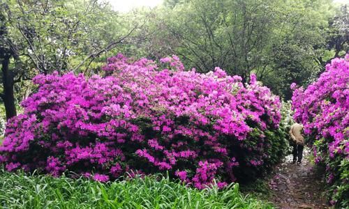 黄山市花——杜鹃花的象征与意义（中国黄山市的代表性植物与自然美景）