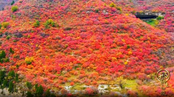 “限定秋季红”已上线！河北这些红叶美景等你来赏~