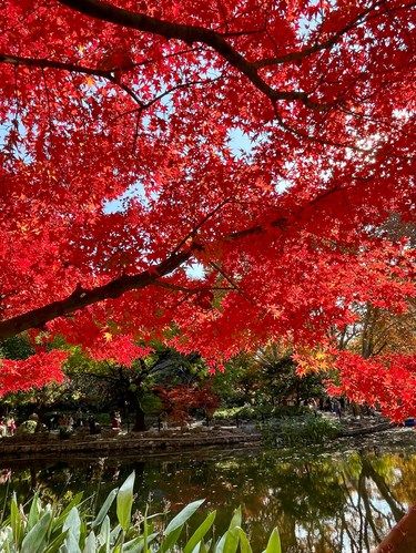 不在京都！11.8号上海实拍巨巨巨美红枫